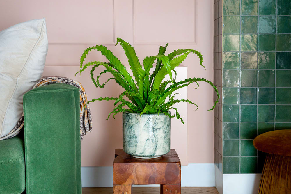 Japanese bird's nest fern in a decorative pot on a side table in a living room.